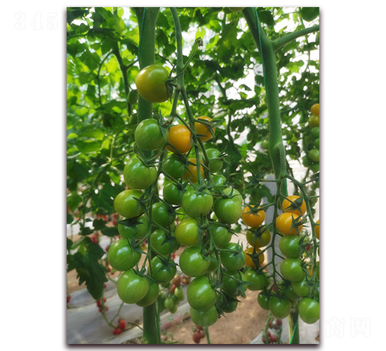 ������-�������t���N��-���R�߿�