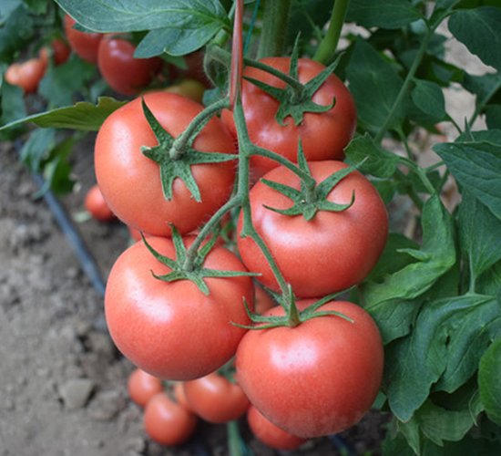 �϶��̖-�۹����t���N��-���R�߿�