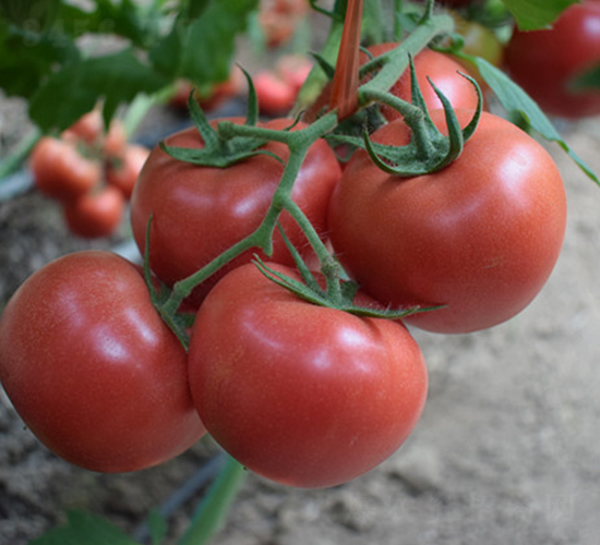 ���R��̖(h��o)-�۹����t���N��-���R�߿�