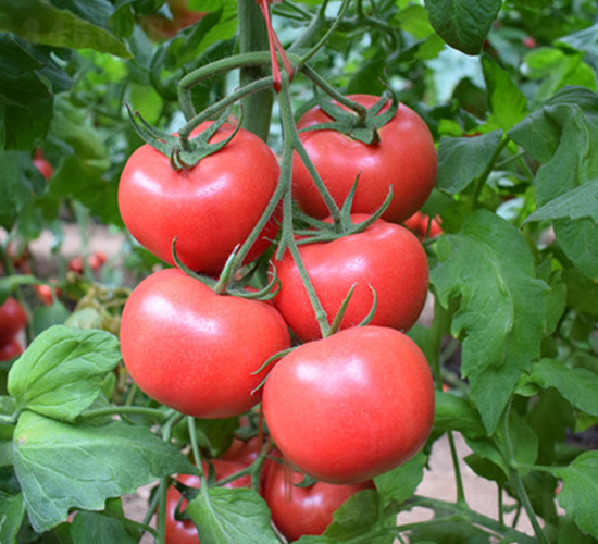 ���R��̖(h��o)-�۹����t���N��-���R�߿�