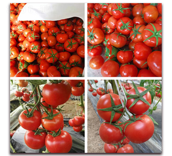 �Ƽtһ̖(h��o)-�t�����t���N��-���R�߿�