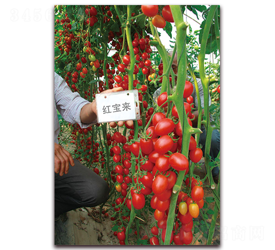 �t����(l��i)-�ظ߮a(ch��n)С���ѷN��-���f(w��n)��