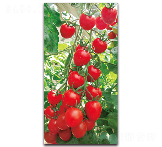 �t����-��TY���ҷ��ѷN��-���f(w��n)��