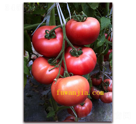 �����̖(h��o)-���ѷN��-���f(w��n)��