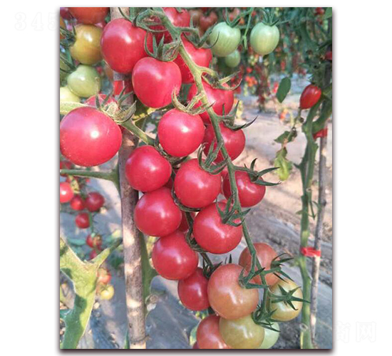 ��ؐ��-���ѷN��-���f��