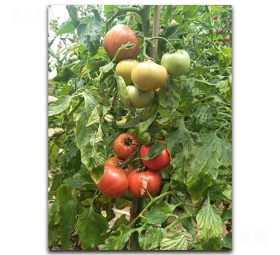 ��֮ζһ̖-���ѷN��-���f��