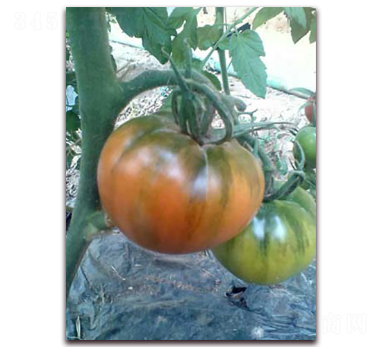 ��ؐ-���ѷN��-���f��