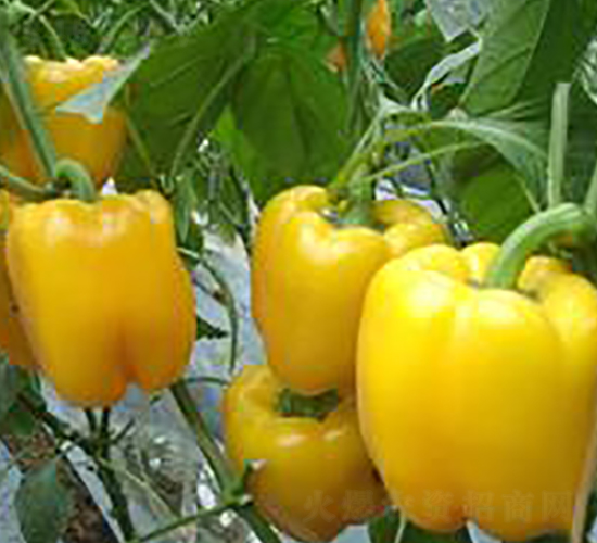 �S���ϡ��Sɫ�𽷷N��-�|�Z�r(n��ng)�I(y��)