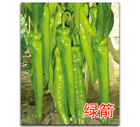 �G��-�����N��-�|�Z�r�I(y��)