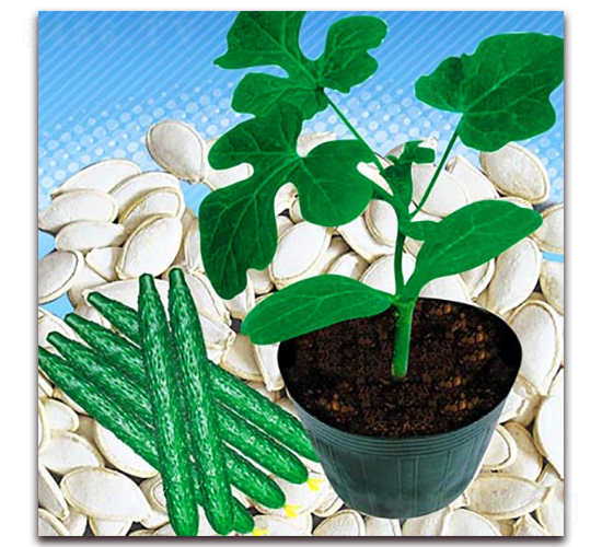 �Fľ��-�S�ϷN��-�|�Z�r(n��ng)�I(y��)