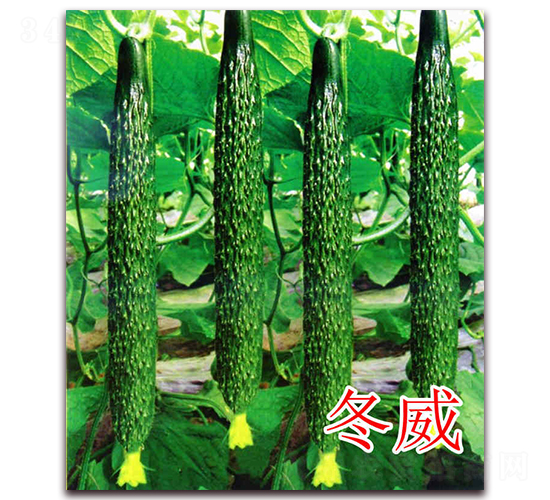 ����-�S�ϷN��-�|�Z�r(n��ng)�I(y��)