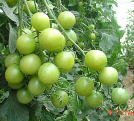 �G��ʯ-���ҷ��ѷN��-�|�Z�r(n��ng)�I(y��)