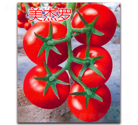 �����_-�t�����ѷN��-�|�Z�r(n��ng)�I(y��)