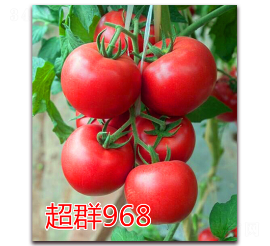 ��Ⱥ968-�۹����ѷN��-�|�Z�r(n��ng)�I(y��)