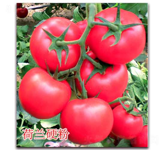 ���mӲ��-�۹����ѷN��-�|�Z�r�I(y��)