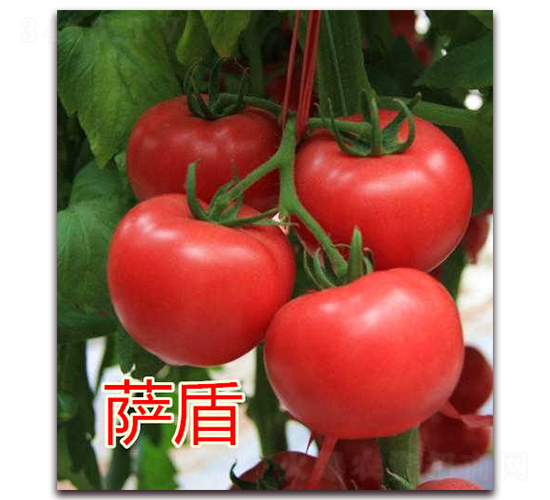 �_��-�۹����ѷN��-�|�Z�r�I(y��)