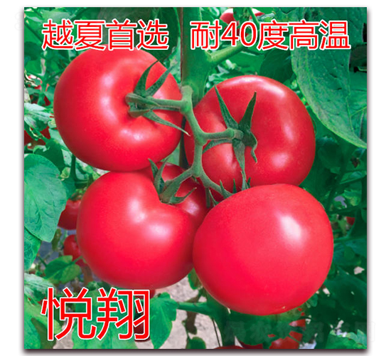 ����-�۹����ѷN��-�|�Z�r(n��ng)�I(y��)