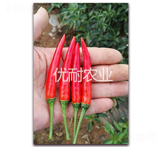 泰椒1102-辣椒種子-優(yōu)耐農(nóng)業(yè)