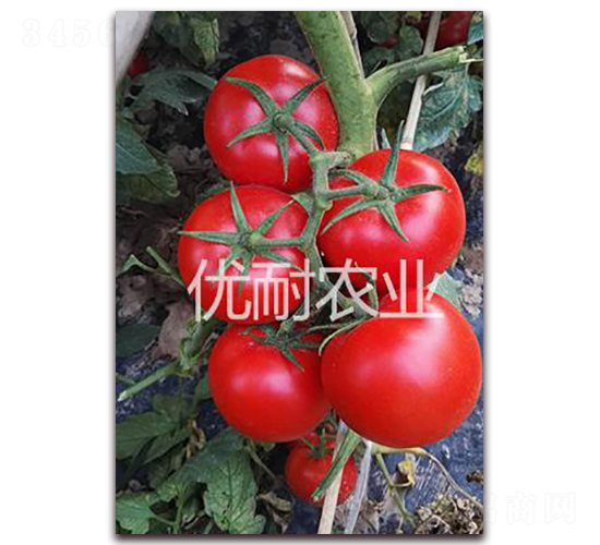 優(yōu)紅1813-番茄種子-優(yōu)耐農業(yè)