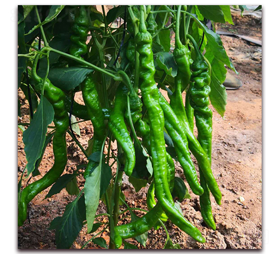 �]��5-�����N��-� ��r(n��ng)�I(y��)