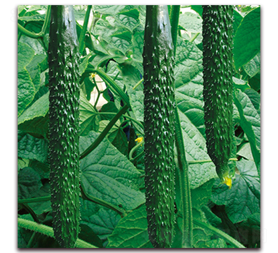 ����12-�S�ϷN��-� ��r(n��ng)�I(y��)