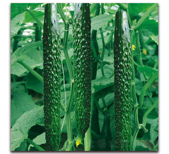 ����3-�S�ϷN��-� ��r(n��ng)�I(y��)