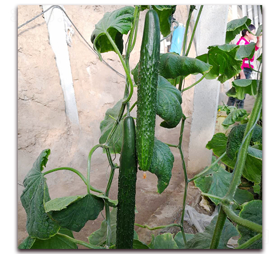 ��������568-�S�ϷN��-� ��r(n��ng)�I(y��)