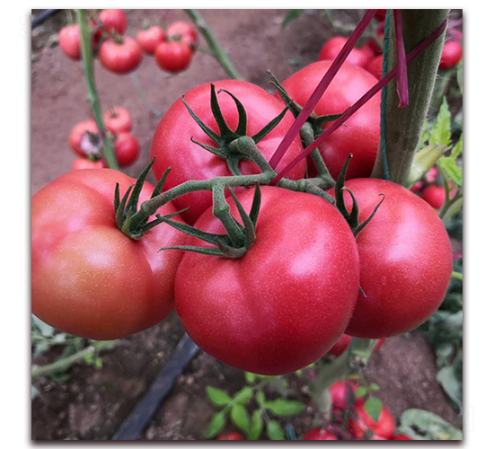 �Ð�-���ѷN��-� ��r(n��ng)�I(y��)