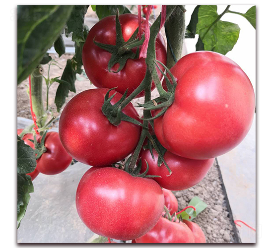 � �1900-���ѷN��-� ��r(n��ng)�I(y��)