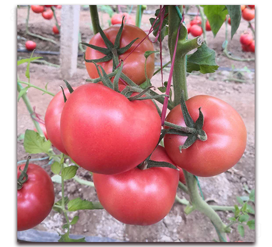 � �9-���ѷN��-� ��r�I(y��)