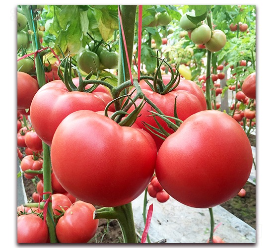 � �5-���ѷN��-� ��r(n��ng)�I(y��)