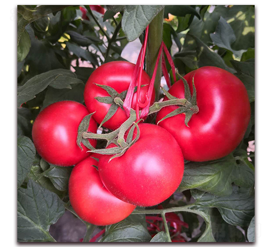 ��ؐ��3-���ѷN��-� ��r(n��ng)�I(y��)