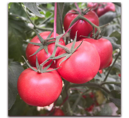 德貝利2-番茄種子-德爾農(nóng)業(yè)