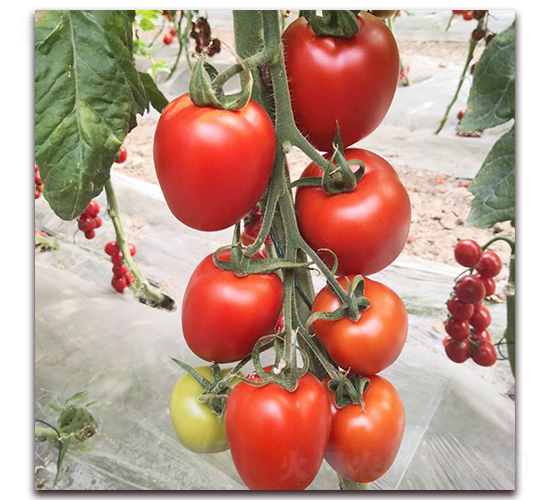 ��?t��ng)��?���ѷN��-��?t��ng)��r(n��ng)�I(y��)