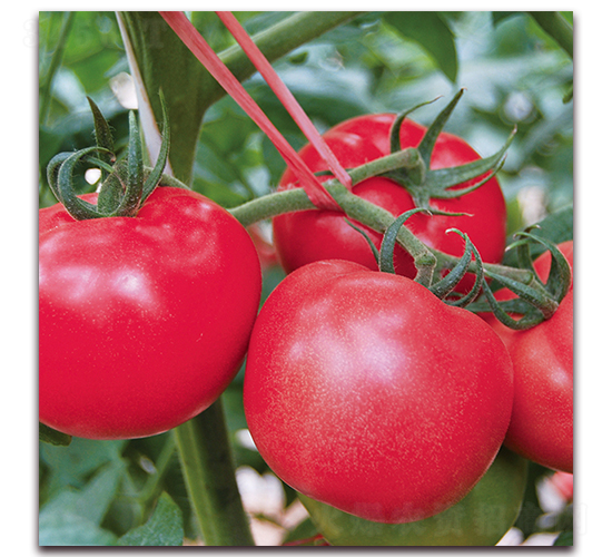 � �1085-���ѷN��-� ��r(n��ng)�I(y��)