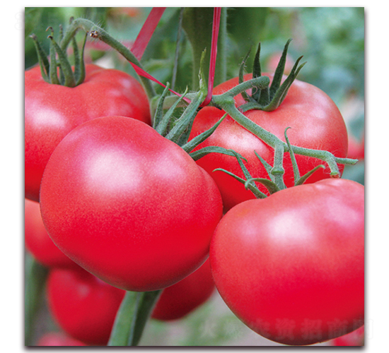 ��ؐ��-���ѷN��-� ��r�I(y��)