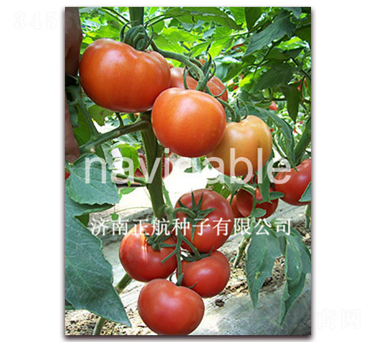 ʥ�_(d��)��-����TY��t���ѷN��-����