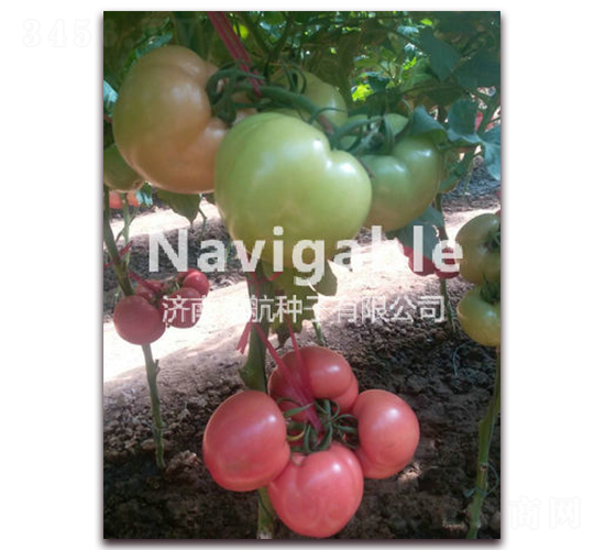 ���_-�۹����ѷN��-����