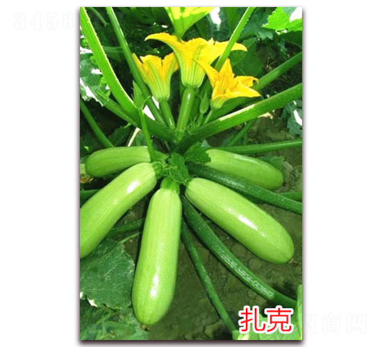 ����-�����J�N��-�f���r(n��ng)�I(y��)