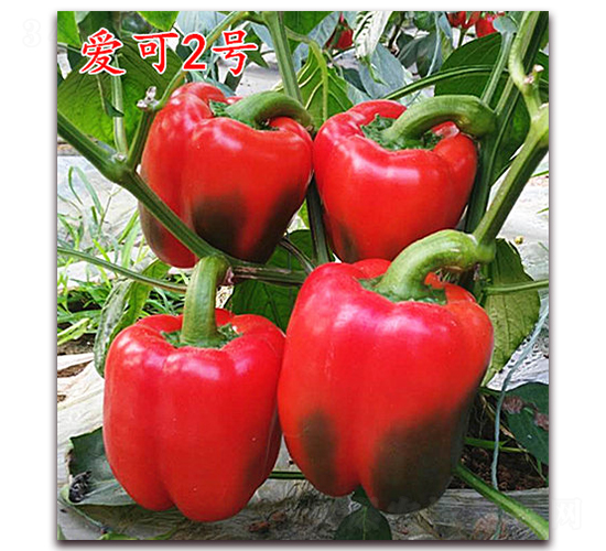 ��(��i)��2̖(h��o)-�����N��-�f(w��n)���r(n��ng)�I(y��)