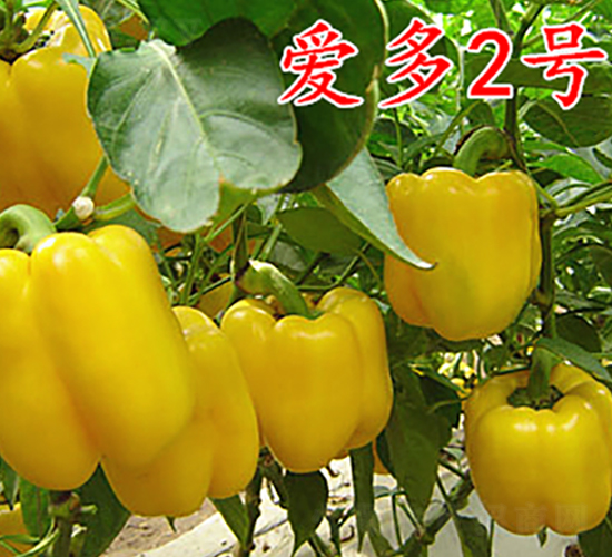 �۶�2̖-�����N��-�f���r(n��ng)�I(y��)