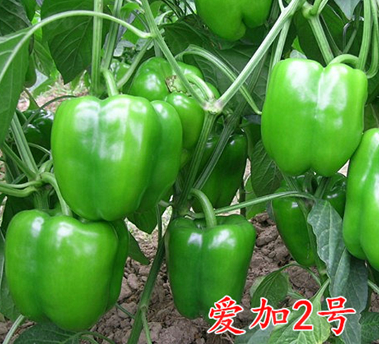 �ۼ�2̖(h��o)-�����N��-�f���r(n��ng)�I(y��)