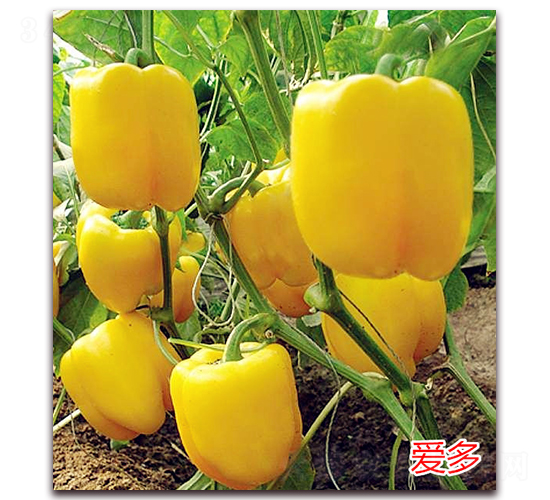 �۶�-�����N��-�f���r(n��ng)�I(y��)