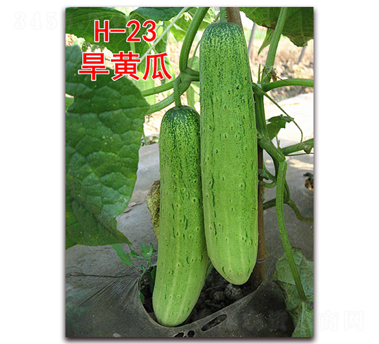 ���S��H-23-�S�ϷN��-�f���r(n��ng)�I(y��)