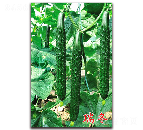 ��-�S�ϷN��-�f���r(n��ng)�I(y��)