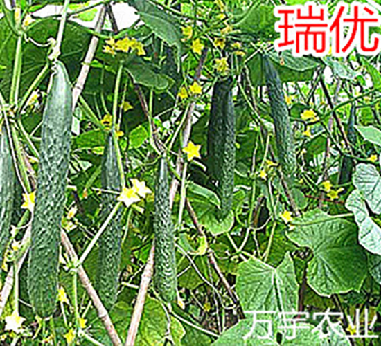 ����(y��u)-�S�ϷN��-�f���r(n��ng)�I(y��)