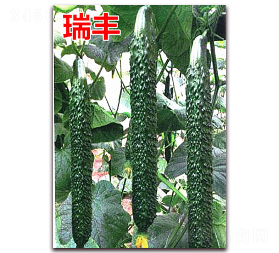 ���S-�S�ϷN��-�f���r(n��ng)�I(y��)