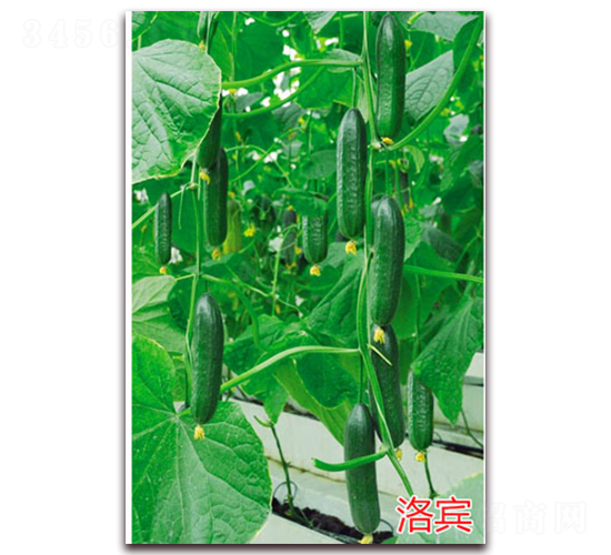 ���e-ˮ���S�ϷN��-�f���r(n��ng)�I(y��)