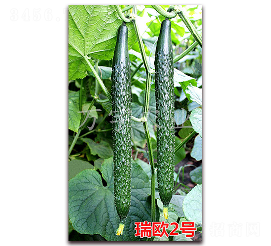 ��W2̖(h��o)-�S�ϷN��-�f(w��n)���r(n��ng)�I(y��)