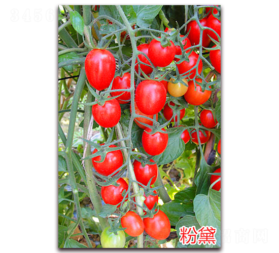 ����-����С���t���N��-�f���r(n��ng)�I(y��)